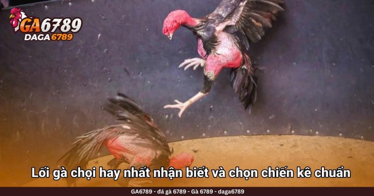 Lối gà chọi hay nhất bí quyết nhận biết và chọn chiến kê chuẩn